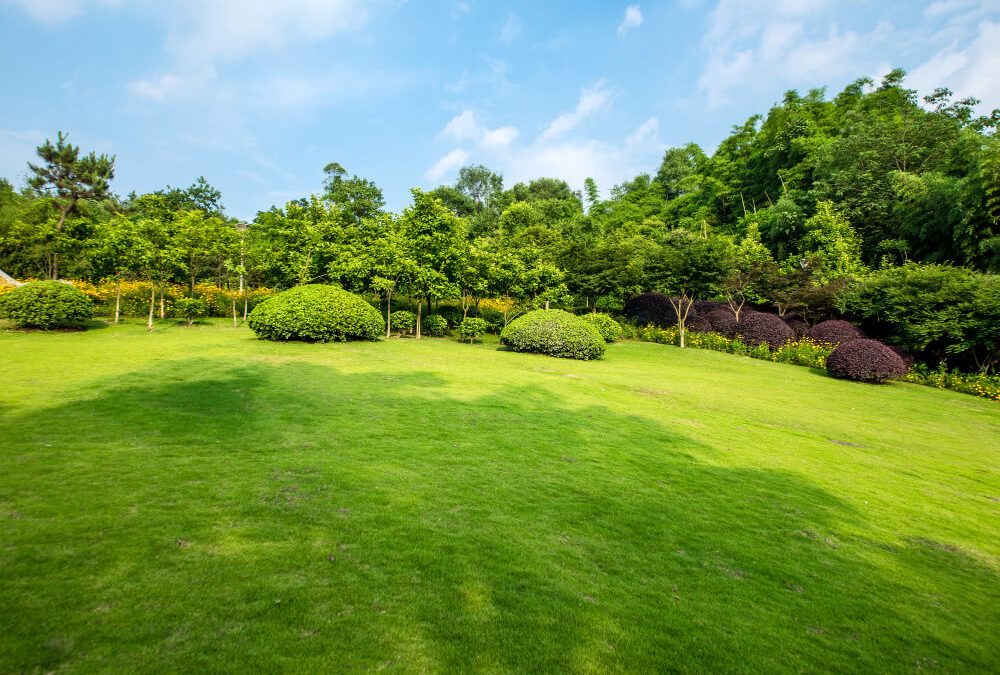 Watering 101: How to Hydrate Your Lawn Efficiently