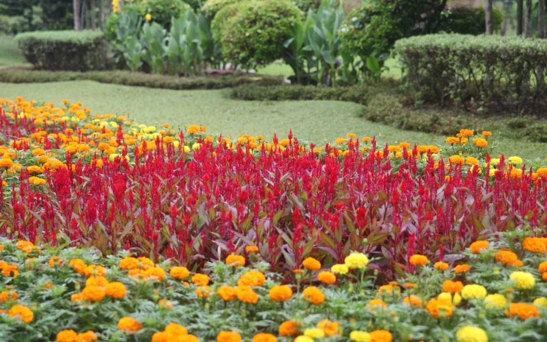 Protect Your Garden Paradise: The Crucial Role of Pest Control in Thriving Plants