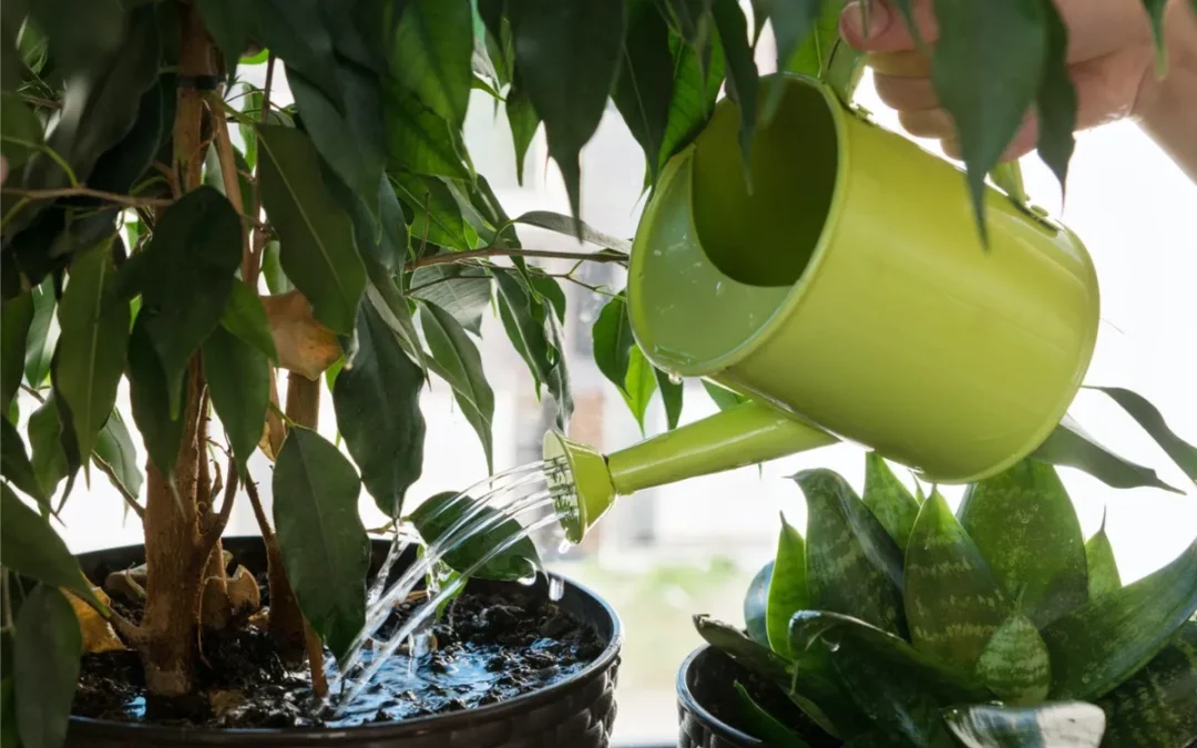 5 Visible Signs in Overwatering Plants