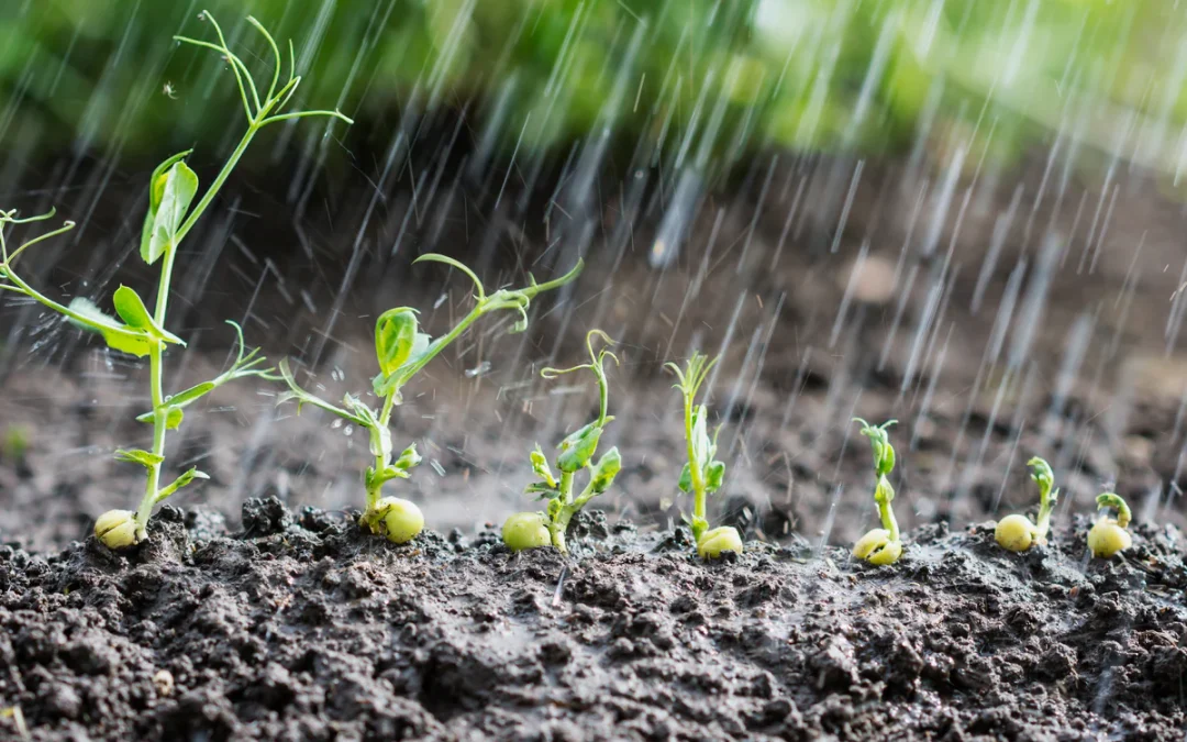 How to Observe Your Plants for Proper Watering