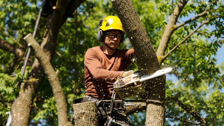 The Importance of Tree Maintenance: Preventing Risks and Damage