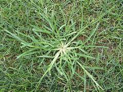 Simple and Effective Ways to Get Rid of Weeds