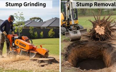 Stump Grinding vs Removal: Choosing the Right Service